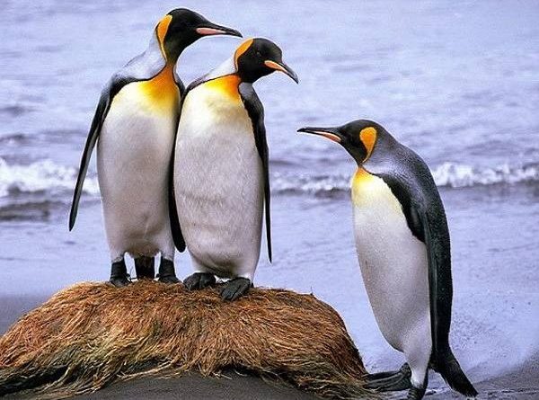 Mơ thấy chim cánh cụt là điềm báo lành hay dữ?