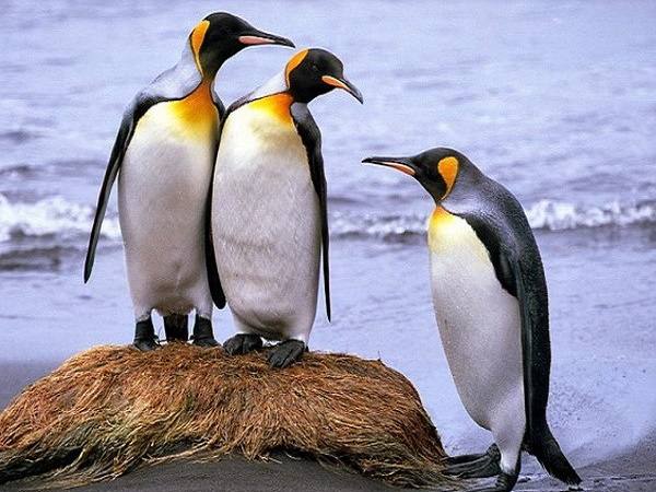 Mơ thấy chim cánh cụt là điềm báo lành hay dữ?