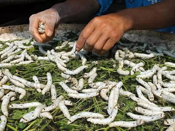 Quy trình đầy kỳ công khi sản xuất lụa tơ tằm